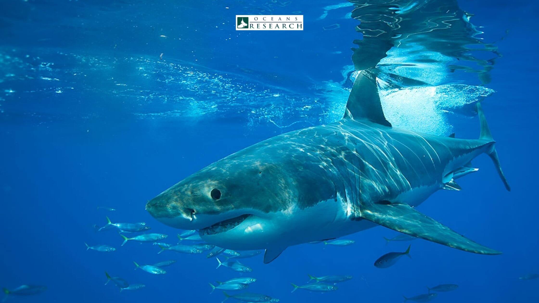 Why do We Need Sharks for Our Ecosystem?, latest update from Oceans Research Why do We Need Sharks for Our Ecosystem?