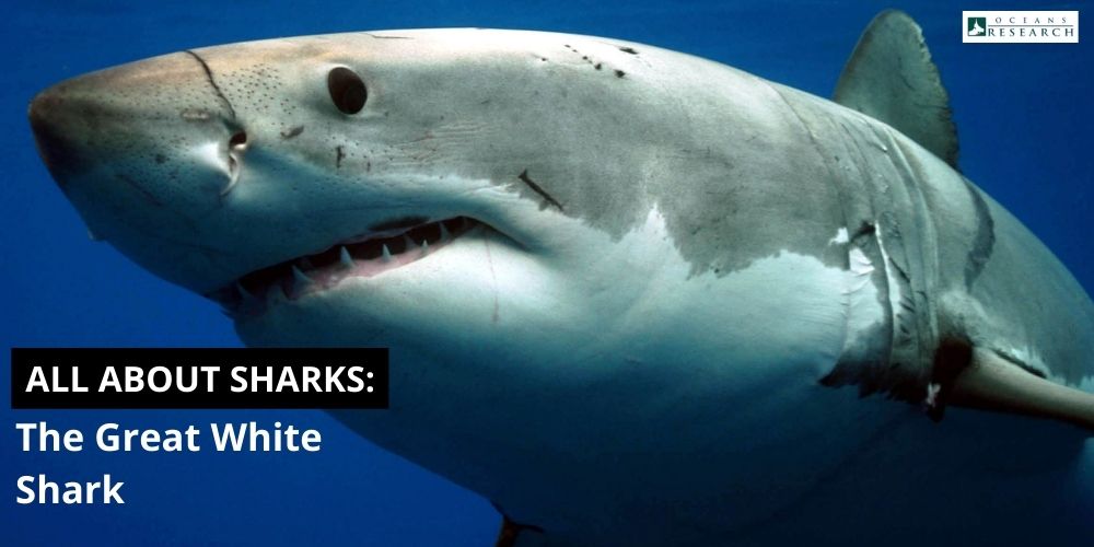 All about Sharks: Great White Sharks