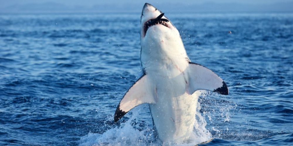 Great White Shark Habitat