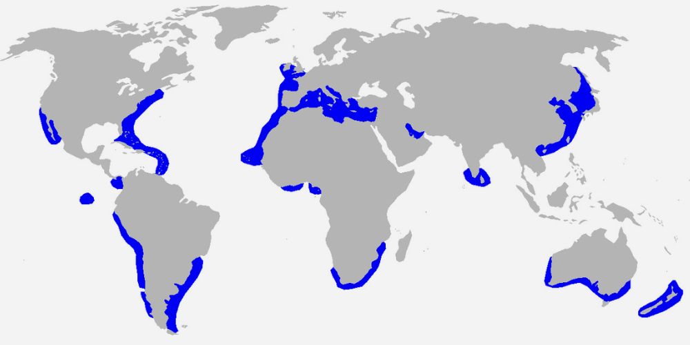 All About Sharks: Great White Sharks