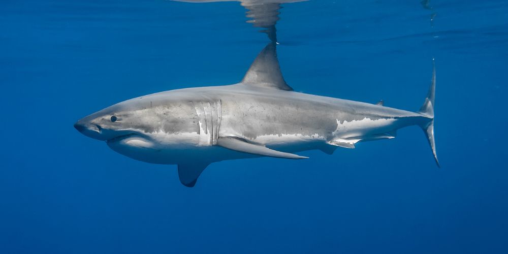 White shark  Size, Diet, Habitat, Teeth, Attacks, & Facts