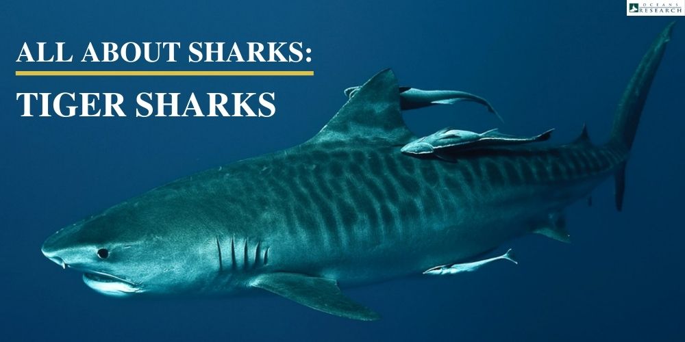 All about Sharks: Tiger Sharks