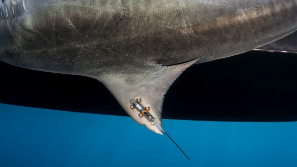 What is Shark Tagging and How Does It Work
