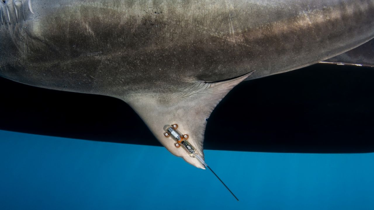 What is Shark Tagging and Why is it Important?