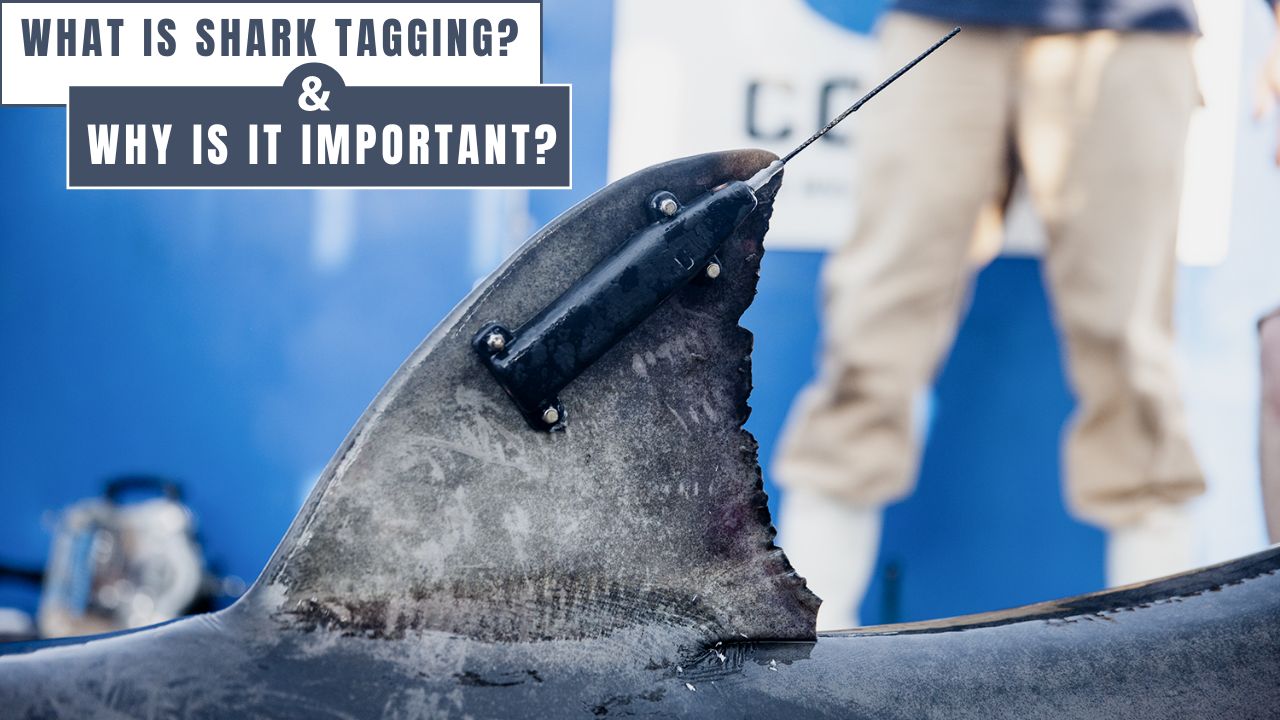 The Importance of Shark Tagging Explained, latest update from Oceans Research The Importance of Shark Tagging Explained