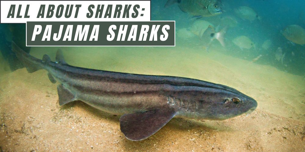 All about Sharks: Pajama Sharks