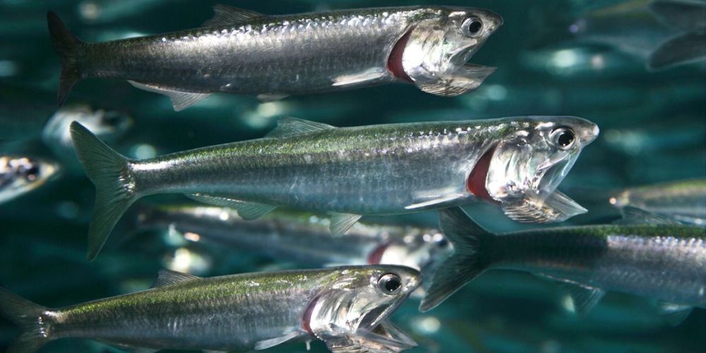 Diet and Predators