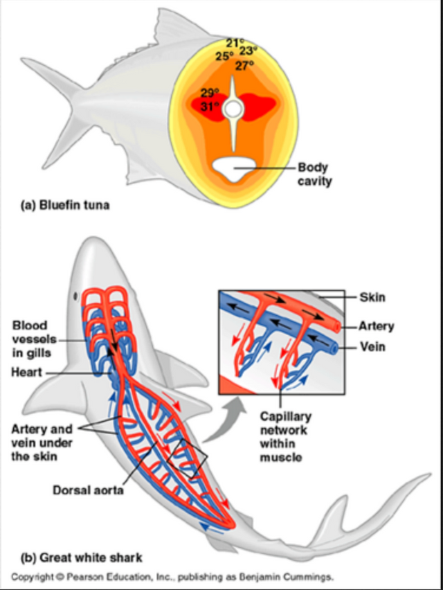 rete mirabile in sharks and tuna