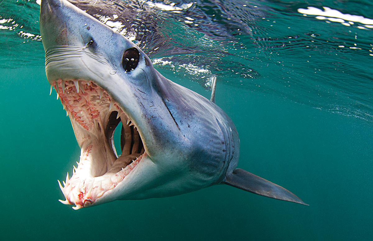 Are sharks warm-blooded?