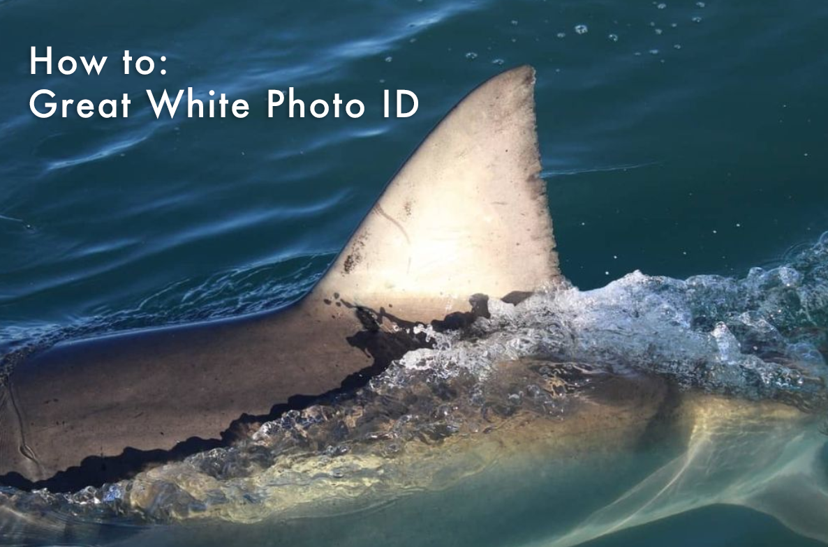 How to Photo ID a Great White Shark