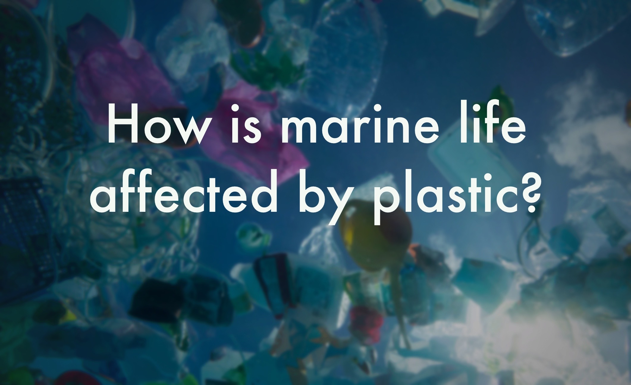 How is marine life affected by plastic?