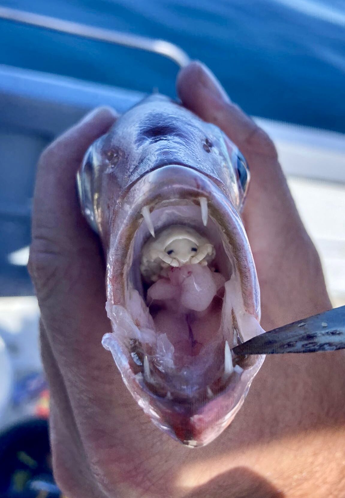 That’s a mouthful: C. springbok in the mouths of South African fish