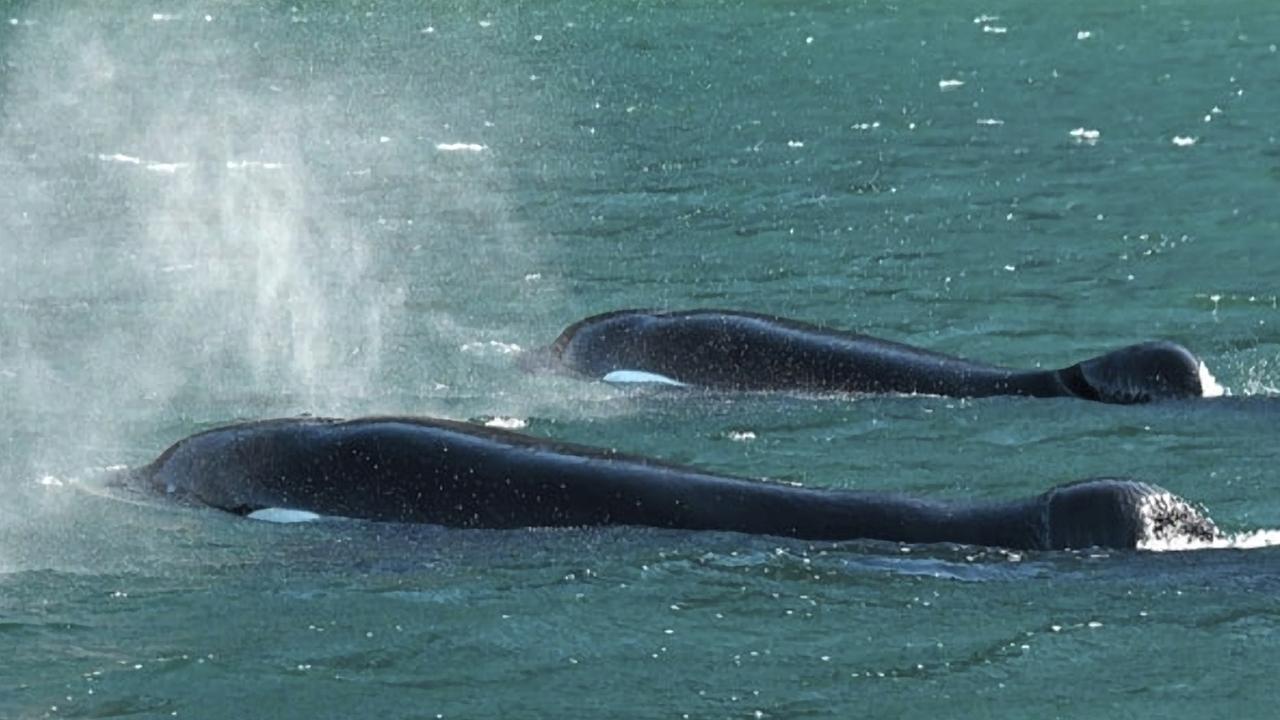 Orcas in Mossel Bay: A community conservation effort